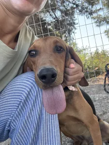 Adopt Alfi