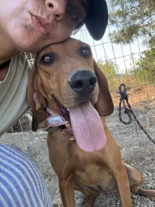 Adopt Alfi