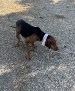 Adopt Alfi