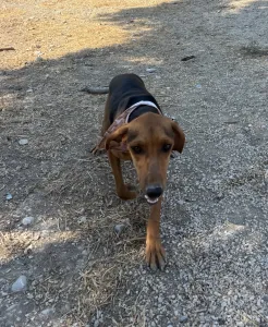 Adopt Alfi