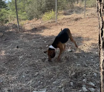 Adopt Alfi