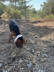 Adopt Alberto