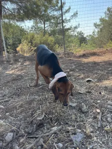 Adopt Boubis