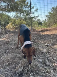 Adopt Boubis