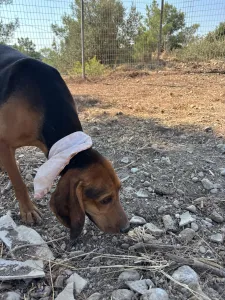 Adopt Boubis