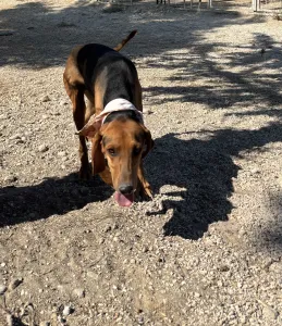 Adopt Boubis