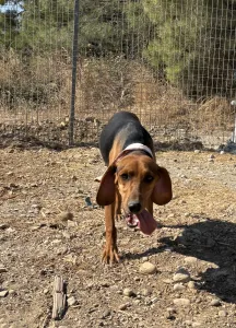 Adopt Boubis