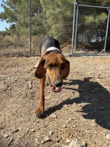 Adopt Alfi