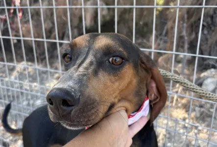 Adoption profile for Alberto