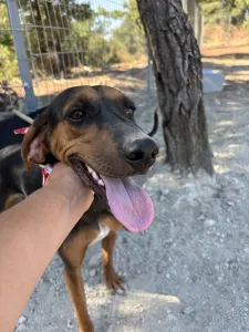 Adopt Alberto