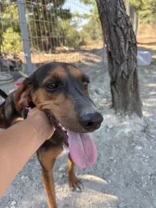 Adopt Alberto