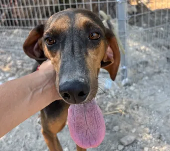 Adopt Alberto