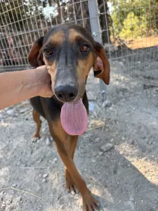Adopt Alberto