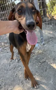 Adopt Alberto