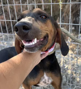 Adopt Alberto