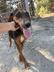 Adopt Alberto