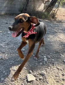 Adopt Alberto