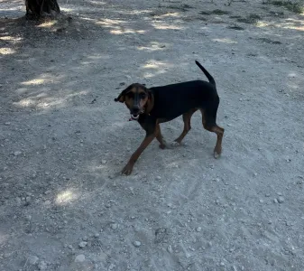Adopt Alberto
