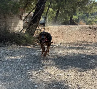 Adopt Alberto