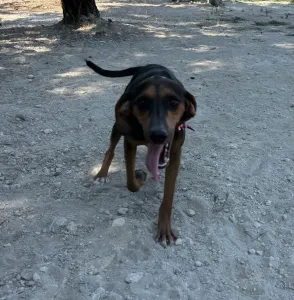 Adopt Alberto