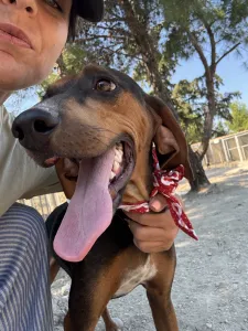 Adopt Alberto