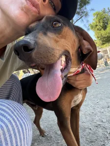 Adopt Alberto