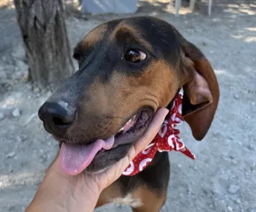Adopt Alberto