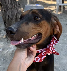 Adopt Alberto