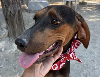 Adopt Alberto