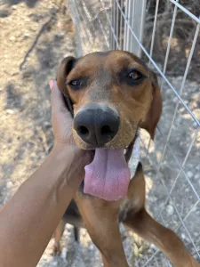 Adopt Boubis