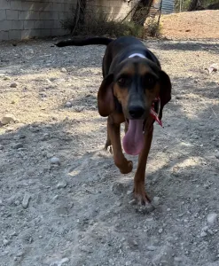 Adopt Alberto