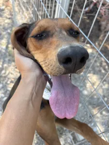 Adopt Boubis