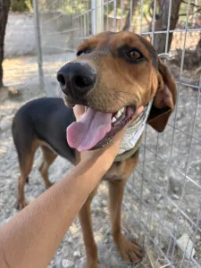 Adopt Boubis