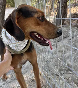 Adopt Boubis