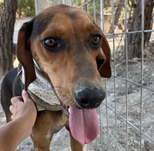 Adopt Boubis