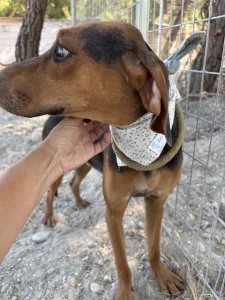 Adopt Boubis