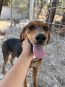 Adopt Boubis