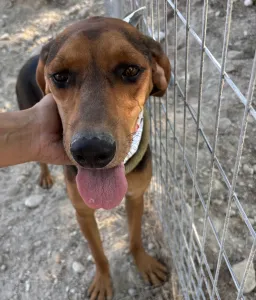 Adopt Boubis