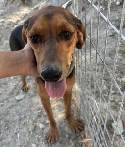 Adopt Boubis