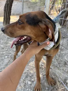Adopt Boubis
