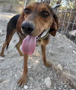 Adopt Boubis