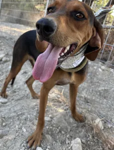 Adopt Boubis