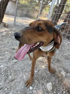 Adopt Boubis