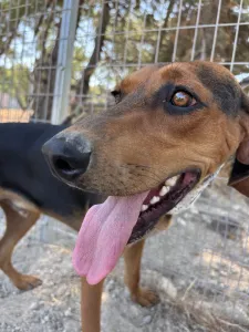 Adopt Boubis