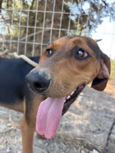 Adopt Boubis