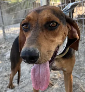 Adoption profile for Boubis
