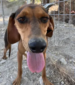 Adopt Boubis