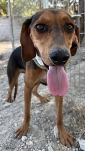 Adopt Boubis