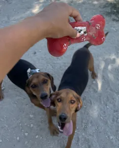 Adopt Boubis