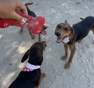 Adopt Boubis